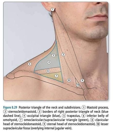 Traps Muscles Anatomy, Collarbone Anatomy, Neck Anatomy Reference, Jaw Anatomy, Torso Reference, Neck Muscle Anatomy, Neck Anatomy, Human Muscle Anatomy, Head Anatomy