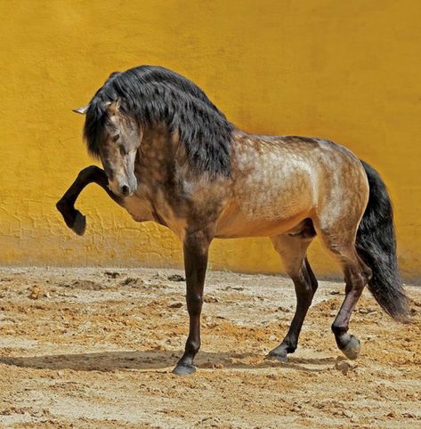 Magnificent sooty buckskin Lusitano horse. (photo Rita Fernandez) Iberian Horse, Lusitano Stallion, Different Horse Breeds, Buckskin Horse, Funny Horse Videos, Lusitano Horse, Horse Anatomy, Horse Inspiration, Andalusian Horse