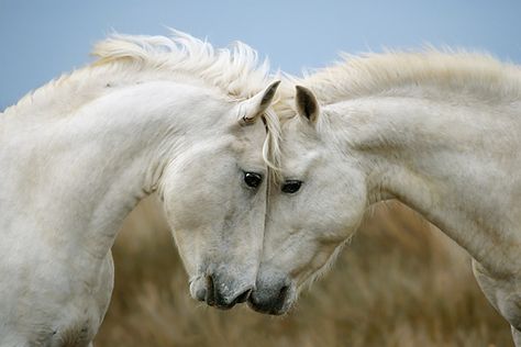 Year of the Horse « Angeliska Gazette                                                                                                                                                                                 More Horses Kissing, Horse Healing, Camargue Horse, Horse Rearing, Year Of The Horse, Two Horses, Southern France, Rare Breed, White Horses