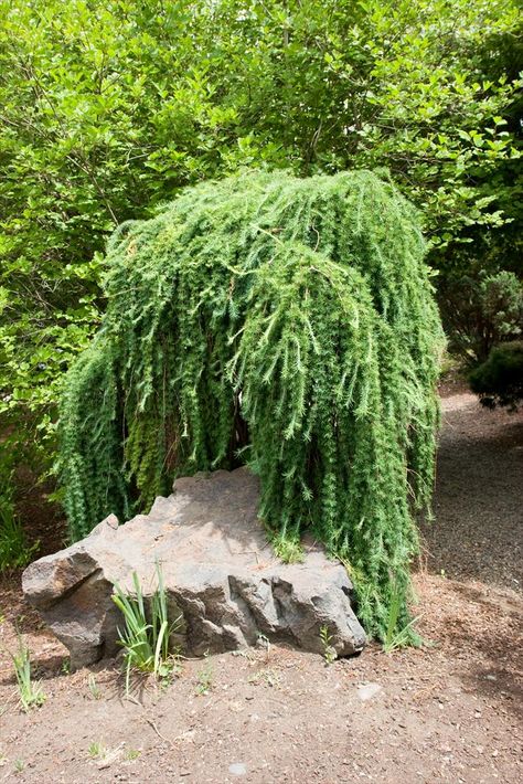 Weeping Larch, Pnw Plants, Raised Ranch, Conifers Garden, Pond House, Conifer Trees, Plant Images, Zone 2, How To Attract Birds