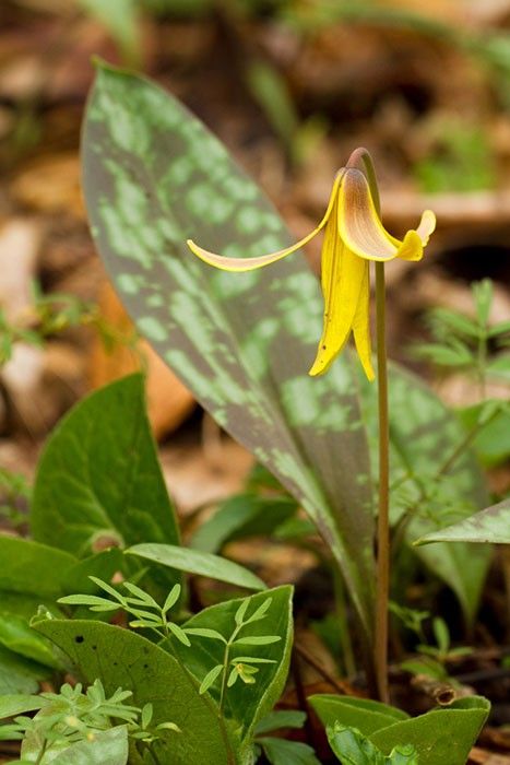 Yellow trout lily Appalachian Wildflowers, Scientific Names Of Flowers, Ohio Wildflowers, Michigan Wildflowers, Alien Garden, Trout Lily, Ferns Garden, Early Spring Flowers, Woodland Plants