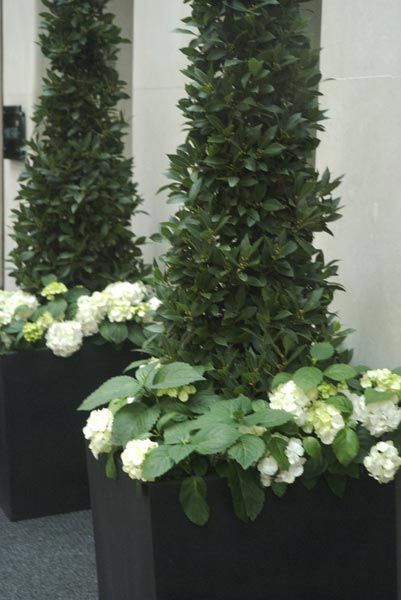 . Plants With White Flowers, Black Planters, White Garden, Garden Containers, Container Gardens, White Gardens, Window Boxes, White Hydrangea, Gorgeous Gardens