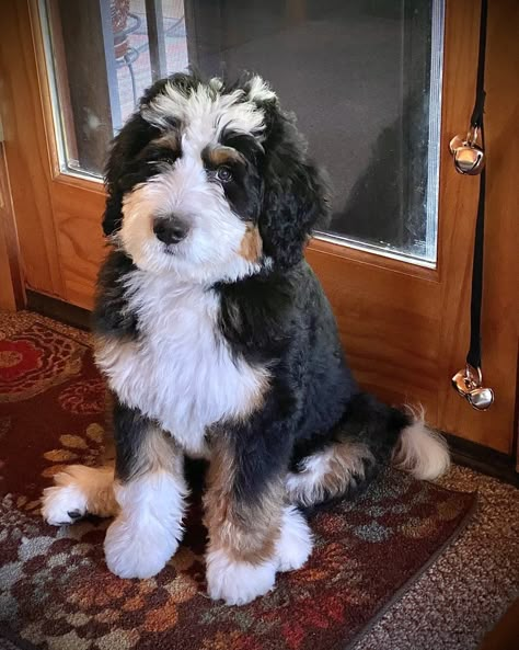 Mini Bernedoodle Haircut Styles, Bernadoodle Haircuts, Teddy Haircut, Miniature Bernedoodle, Bernedoodle Grooming, Bernadoodle Puppy, Dream Puppy, Labradoodle Goldendoodle, Mini Bernedoodle