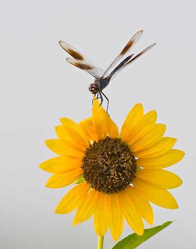 Sunflowers And Dragonflies, Sunflower And Dragonfly Tattoo, In Heaven Tattoo, Dragon Fly Tattoo, Heaven Tattoo, Geometric Tattoo Arm, Small Dragonfly Tattoo, Fly Tattoo, Dragonfly Wallpaper