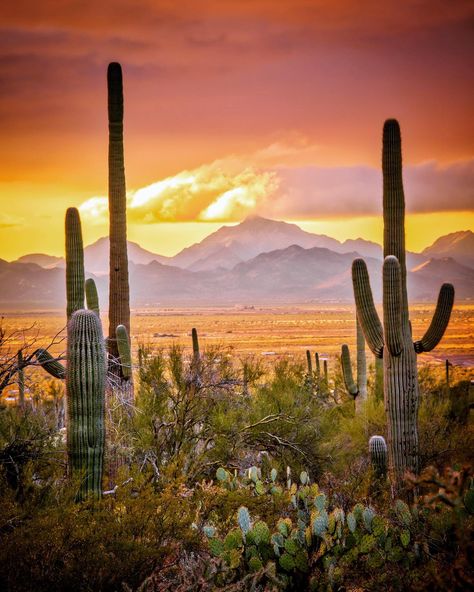 Visit Arizona - Sunsets in the Sonoran Desert don't... Visit Arizona, Sonoran Desert, The Desert, Tucson, Arizona, Cactus