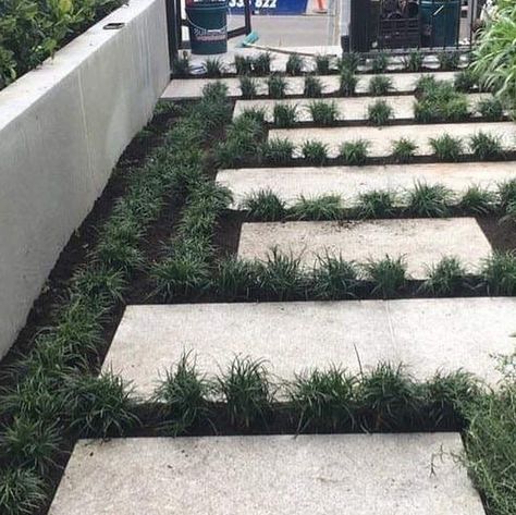 Simon McCurdy Landscapes on Instagram: "A plant out of Mondo grass around the staggered natural stone steppers at our South Yarra project. Swipe 👉 to see where we began. - Once established, this ground cover will spread to cover the soil and hide all remaining gaps in between the pavers 👌" Staggered Stepping Stones, Mondo Grass Pavers, Mondo Grass Between Pavers, Ground Cover Between Pavers, Plants Between Pavers, Mondo Grass Ideas, Mondo Grass Landscaping, Pavers With Grass In Between, Courtyard Inspiration