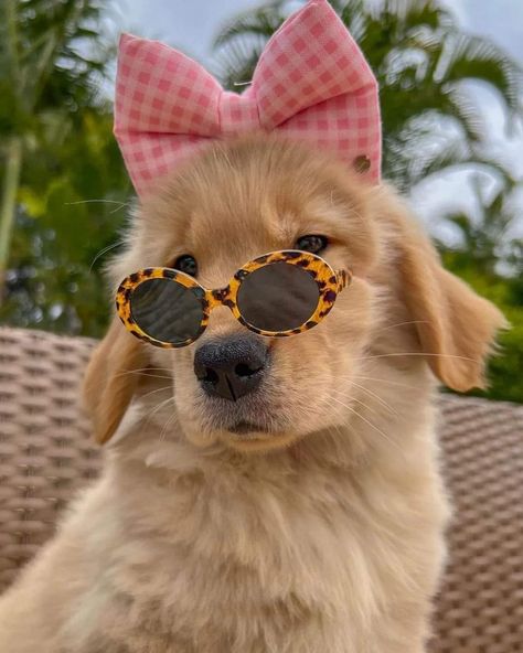 Funny Dog Images, Golden Retriever Baby, Cute Golden Retriever, Golden Retriever Funny, Golden Retriever Puppies, Funny Glasses, Retriever Puppies, Golden Retriever Puppy, Cute Patterns Wallpaper