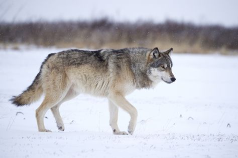 Wolf Walking, Wolf Poses, Wolf Wall Art, Wolf Images, Wolf Photography, Wolf Photos, Gray Wolf, Dire Wolf, Wolf Pictures