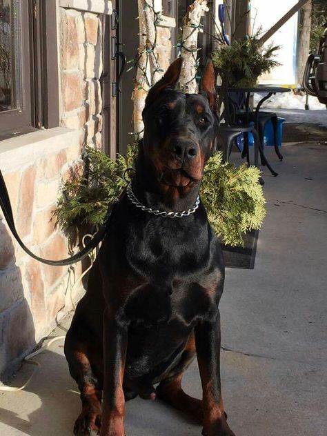 American Doberman Pinscher, Cane Corso And Doberman, Big Doberman, Male Doberman, American Doberman, European Doberman, Doberman Puppies, Fat Dog, Doberman Love