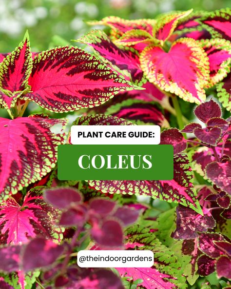 Want a vibrant and thriving Coleus plant? Swipe for our Coleus Plant Care Guide and get all the tips to give your Coleus its best life!!🌿🌱 For more in-depth insights, visit our blog (link in bio) and become a plant care pro! #ColeusCare #GardenCareGuide #IndoorGardening #PlantCareTips #HouseplantCare #GardenTips #PlantLover #PlantCare #Gardening101 #IndoorPlants rPlantsDecor #GardenersofInstagram Coleus Care, Coleus Plants, Coleus Plant, Best Plants For Shade, Plant Care Guide, Leafy Plants, Gardening 101, Soil Layers, House Plant Care