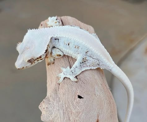 White Gecko, Albino Gecko, Lily White Crested Gecko, Albino Leopard Gecko, Crested Gecko Types, Crested Gecko Morphs, Gargoyle Gecko, Breeding Leopard Geckos, Lily White