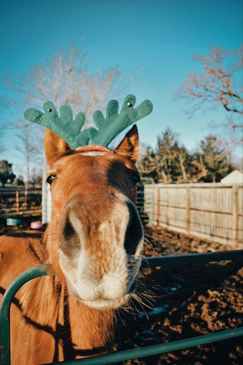 Reindeer, Green, Christmas