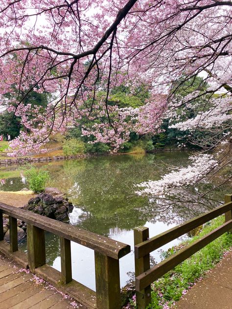 📍Shinjuku Gyoen - Tokyo, Japan One of the best spots to enjoy cherry blossoms in Tokyo. Japan Cherry Blossom, Tokyo Japan Travel, Go To Japan, Pretty Landscapes, Japan Aesthetic, Aesthetic Japan, Tokyo Travel, Japanese Aesthetic, Dream Holiday