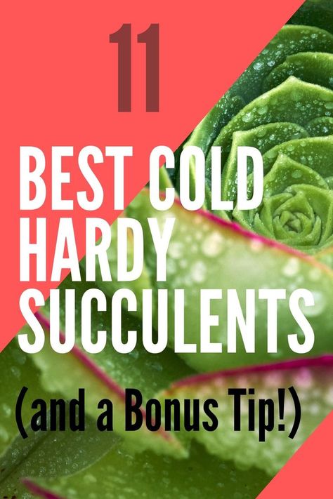 Cold Hardy Succulents, Succulent Garden Outdoor, Diy Planters Indoor, Water Plants Indoor, Hardy Succulents, Cacti Garden, Succulent Species, Succulent Planter Diy, Flowering Succulents