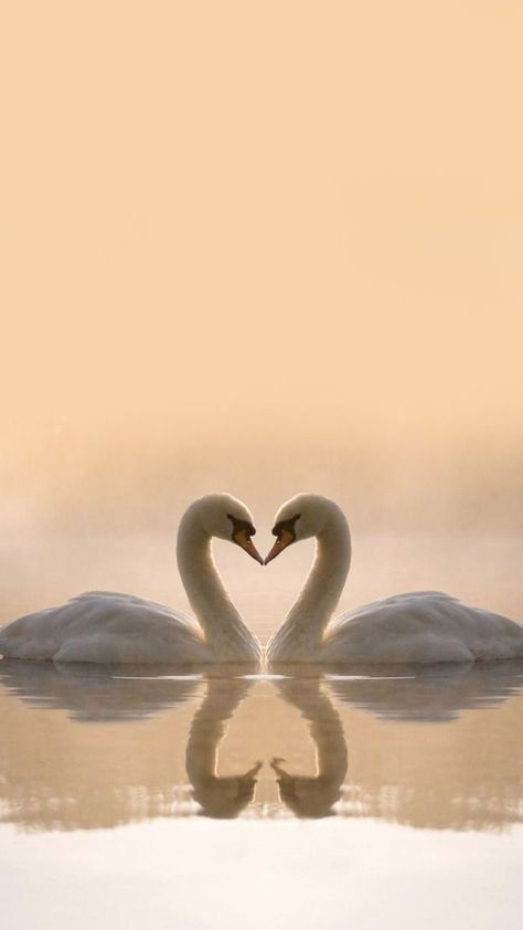 Bird Background, Swan Photography, Swan Pictures, Swan Wallpaper, Swan Love, Aquatic Birds, Lucky Wallpaper, Beautiful Swan, Photography Landscape