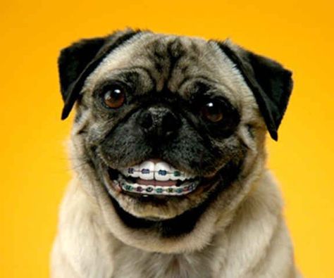 You may ask if dogs can get braces for their teeth,do we have really an option that our dog’s teeth straightened out to perfection?  yes the dog can get braces,but only in certain situation a veterinarian orthodontist can perform this procedure. Dog Braces, Dental Braces, Teeth Straightening, Teeth Braces, Haiwan Lucu, Best Teeth Whitening, Dental Humor, Oil Pulling, Smiling Dogs