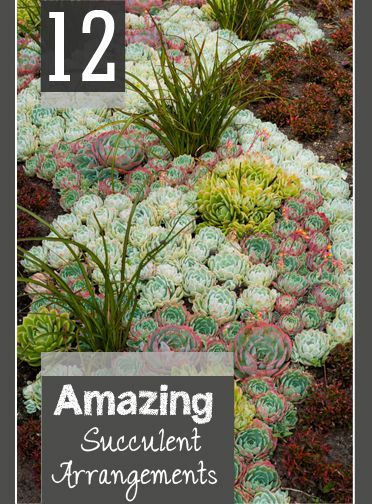 12 Amazing Succulent Arrangements- Beautiful landscape and gardening tips for using succulents in your yard. Aesthetic Crazy, Plant Decoration Ideas, Decorations Items, Cactus Arrangement, Green Backyard, Living Wreath, Plant Decoration, Free Aesthetic, Backyard Diy