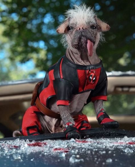 Dogpool Deadpool Pictures, Deadpool Logo, Wolverine Movie, Marvel Wolverine, Deadpool Funny, Deadpool Art, Deadpool Movie, Dog Movies, Dog Pool