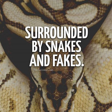 In a world full of snakes and fakes always be careful  Tag someone  #success. #quotes #rich #wealth #prosperity #cash to achieve #passion #dreams #goals #entrepreneur. #Get your #6figures #income #secret http://wealthyguru.com Snake Quotes, Friends Quote, Fake Friend Quotes, Humanity Quotes, Fake Friends, Karma Quotes, Badass Quotes, A Snake, Lesson Quotes