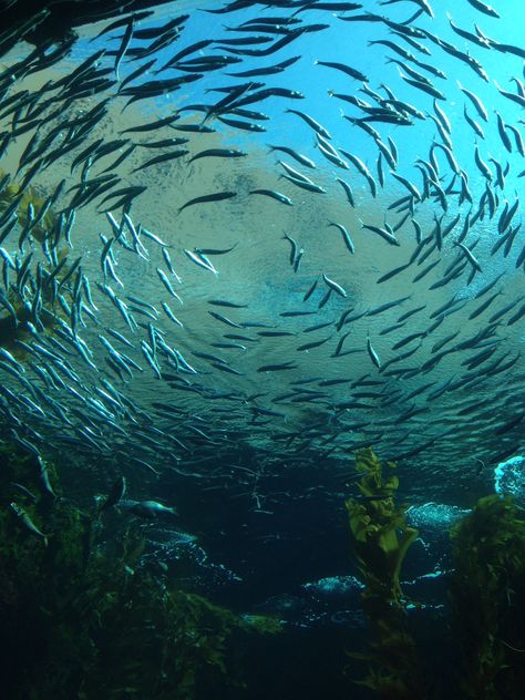 Aesthetic Marine Life, Pretty Shells, Fish Underwater, Water Core, Blue Nature Aesthetic, Aesthetic Fish, Marine Life Aesthetic, Sea Life Aesthetic, Marine Aesthetic