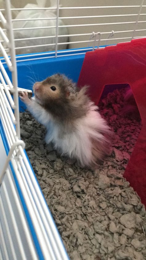 Long Hair Hamster, Long Haired Hamster, Hamster Bin Cage, Hamster Ideas, Hamster Pics, Hamster Life, Hamster Care, Hamster Cages, Syrian Hamster