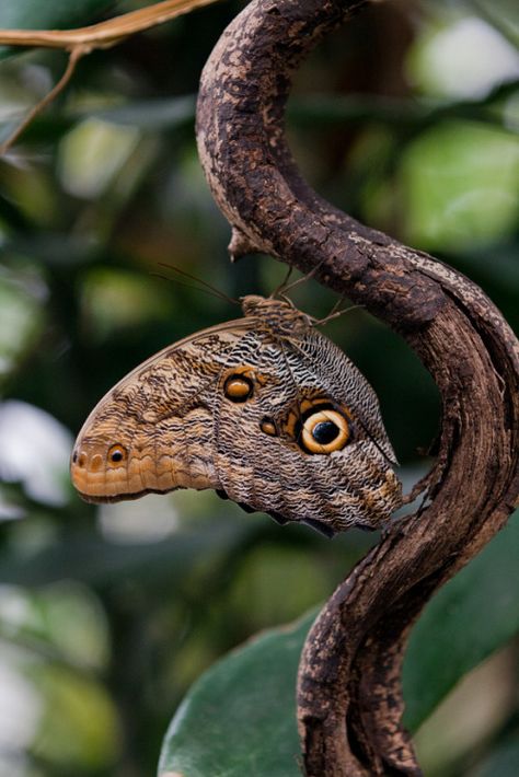 Owl butterfly Owl Butterfly, Papillon Butterfly, Butterfly Species, London Zoo, Scenery Pictures, Beautiful Bugs, Butterfly Kisses, Airbrush Art, Colorful Butterflies