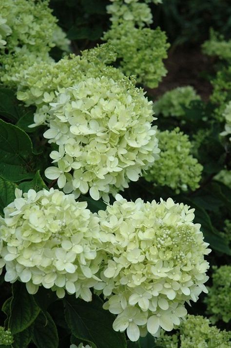 Lime Hydrangea, Little Lime Hydrangea, Tattoo Plant, Limelight Hydrangea, Hydrangea Paniculata, Front Landscaping, Garden Shrubs, Garden Centre, White Gardens