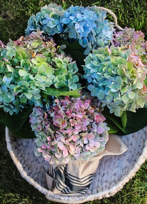 The Easiest Way to Dry Hydrangeas Dry Hydrangeas, Hydrangea Garland, Hydrangea Flower Arrangements, Elegant Fall Wreaths, Simple Cottage, Fall Hydrangea, Hydrangea Bush, Easy Wreaths, Dried Hydrangeas