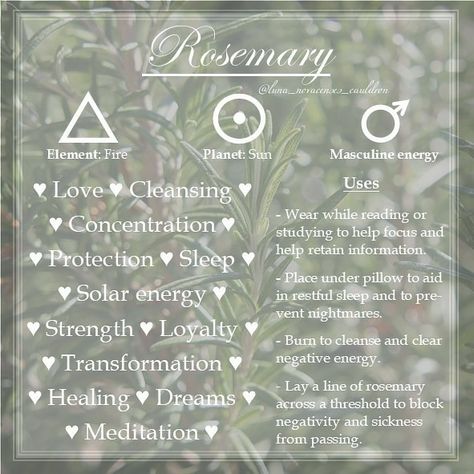 Magical Properties Of Rosemary, Rosemary Properties Magic, Rosemary Correspondence, Burning Rosemary Witchcraft, Lemongrass Meaning Witchcraft, Rosemary Meaning Witchcraft, Rosemary In Witchcraft, Rosemary Spiritual Uses, Witchcraft Rosemary