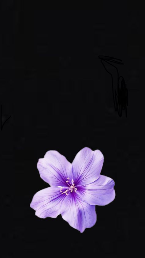 Purple Flower Black Background, Hisbusic Flower Wallpaper, Black Flower Wallpaper Iphone, Flower Wallpaper Purple, Hibiscus Flower Wallpaper Aesthetic, Bestie Wallpapers, Purple Flower Wallpaper, Purple Hibiscus Flower, Flower Lockscreen