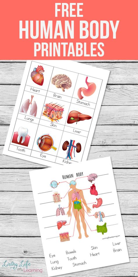 My son loves learning about the human body so I created these human body printables for kids to introduce him to the major organs in the body. A fun overview of the entire human body, have you tried it with your kids? Anatomy Printables, Anatomy Worksheets, Human Body Printables, Human Body Unit Study, Human Body Worksheets, Free Human Body, Body Preschool, Human Body Science, Human Body Activities