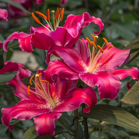 Trumpet Lily Bouquet, Trumpet Lily, Boquette Flowers, Nothing But Flowers, Flower Therapy, Beautiful Flowers Garden, Flowers For You, Pretty Flower, Happy Flowers