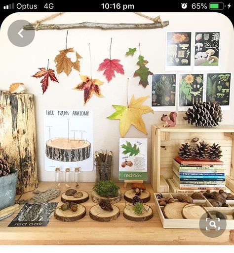 Autumn Nature Table, Science Table, Homeschool Nature Study, Maluchy Montessori, Reggio Inspired Classrooms, Tree Study, Fresh Farmhouse, Nature School, Cottage Market