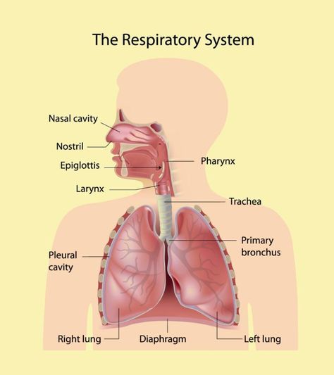 Respiratory System For Kids: Diagram, Parts, Functions, And Facts Parts Of The Respiratory System, Digestive System For Kids, Thoracic Cavity, Science Revision, Pleural Effusion, Chest Discomfort, The Respiratory System, Nasal Cavity, Respiratory Illness