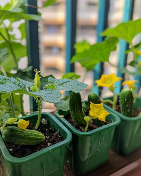 Grow baby cucumbers at home in containers to save space. Here's how Cucumber Varieties, Organic Pesticide, Gardening Vegetables, Cucumber Plant, Growing Garlic, Growing Cucumbers, Small Nurseries, Home Grown Vegetables, Plant Help