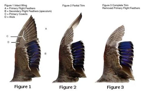 I clipped my 2 hens wings, there still flying out? Duck Wings, Ringneck Parrot, Farm Vacation, Bird Diy, Indian Ringneck, Backyard Ducks, Duck Coop, Duck Farming, Raising Ducks