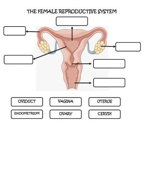 Reproductive System Worksheet, Reproductive Anatomy, Female Reproductive Anatomy, Math Minutes, The Female Reproductive System, Suffixes Worksheets, Health Worksheets, Brain Mapping, Teacher Board