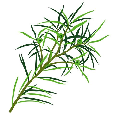 Tea Tree. (Melaleuca alternifolia) - illustration , #affiliate, #Tree, #Tea, #Melaleuca, #illustration, #alternifolia #ad Melaleuca Tree, Tea Tree Oil Uses, Oils For Dandruff, Ways To Heal, Tree Template, Melaleuca Alternifolia, Tea Tree Essential Oil, Tree Illustration, Tree Oil