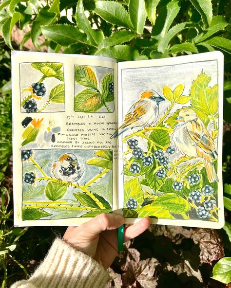 I love this sketchbook spread I’ve done today. It’s the first time I’ve used a limited colour palette and it’s not very often I do the pages as a a mixed of panels. - These are inspired by the dog walks to the local field. The brambles were full of berries and a lot of house sparrows hiding in them and eating the black berries. I do love the sound the house sparrows make. This is what I tried to capture in this spread. - - - #brambles #housesparrows #bramblesandsparrows #drawing #drawingeve... Sketchbook First Page, Sketchbook Spread, Black Berries, Paint Water, Dog Walks, Artist Journal, Watercolor Card, Sketches Simple, Sketchbook Pages