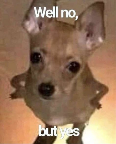 Chihuahua Meme, Yes But, Funny Reaction Pictures, Quick Jokes, Really Funny Memes, Reaction Pictures, Really Funny, Chihuahua, Funny Memes