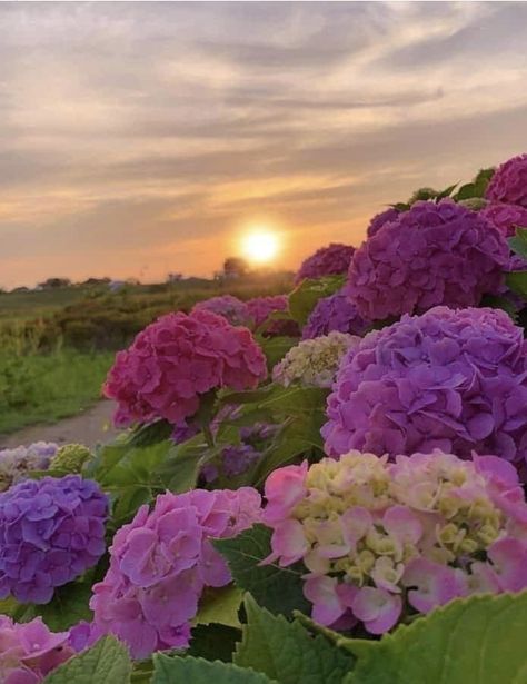 Purple Widget, Peonies And Hydrangeas, Forest Photos, Concrete Garden, Wallpaper Nature Flowers, Flower Resin, Flowers Beautiful, Creative Gardening, Favorite Flowers