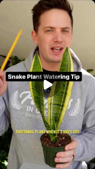 Tanner Mitchell on Instagram: "Most houseplants are simple, but SPECIFIC in their care. Join me in learning all the tips and tricks to have complete confidence in your houseplant care game! #plantsofinstagram #plantsplantsplants" Indoor Plants Care Tips, Snake Plant Decor, Snake Plant Indoor, Gardening Indoors, Snake Plant Care, Houseplant Care, Garden Container, Snake Plants, Plant Care Houseplant