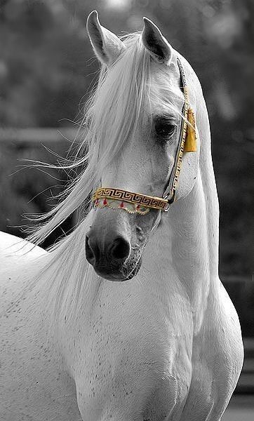 Cai Arabi, Stallion Horse, Stallion Horses, Beautiful Horse Pictures, Beautiful Arabian Horses, Mustang Horse, Horse Wallpaper, Horse Aesthetic, Most Beautiful Horses