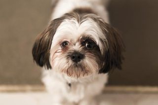 Shorkie Haircut Styles, Shorkie Haircut, Shih Tzu Long Hair, Shorkie Dogs, Veterinarian Medicine, Shih Tzu Haircuts, Shih Tzu Grooming, Dog Wellness, Dog Remedies