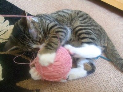 Cat vs. Yarn. Draw. Cat Playing With Yarn, Dorm Art, Ball Of Yarn, Kittens Playing, Sleepy Cat, Cat Boarding, Yarn Ball, Cat Playing, Happy Cat