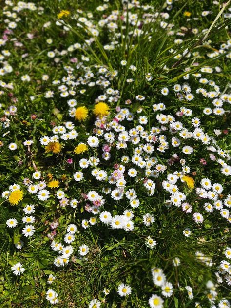 #daisies#dandelions#grass#spring Daisies And Dandelions, Spring Aesthetic, Perennials, Wild Flowers, Dandelion, Daisy, Flowers, Quick Saves, Art