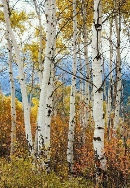 Birch Trees In Fall, Birch Tree Photography, Fall Aspen Trees, Aspen Trees Photography, 자작나무 그림, Fall Landscapes, Landscapes Photography, White Birch Trees, Birch Tree Art