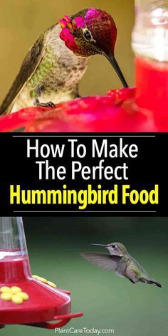 Hummingbirds are wonderful tiny creatures and great garden additions. Flowers attract these flying gems, a feeder and the perfect food get them visiting. Make Hummingbird Food, Homestead Hacks, Homemade Hummingbird Food, Homesteading Inspiration, Hummingbird Nectar Recipe, Hummingbird Food, Hummingbird Nectar, Hummingbird Plants, Tiny Creatures