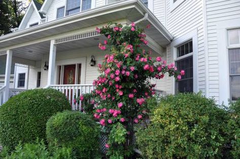 William Baffin climbing rose House Front Porch, Climbing Rose, Farm Kids, Garden Home Decor, Home Decor Hacks, Side Garden, Rose Bush, Climbing Roses, Enchanted Garden