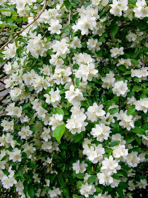 Winter Flowers: Jasmine Blooms for Indoor Gardens White Jasmine Flower, Benefits Of Indoor Plants, Goldfish Plant, Winter Jasmine, Christmas Cactus Plant, Kalanchoe Blossfeldiana, Lipstick Plant, Anthurium Plant, Jasmine Plant